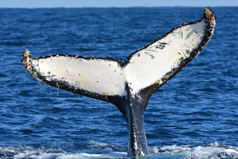 From Fremantle: 2-Hour Luxury Whale-Watching Cruise - Authentic Testimonials: What Real Travelers Say