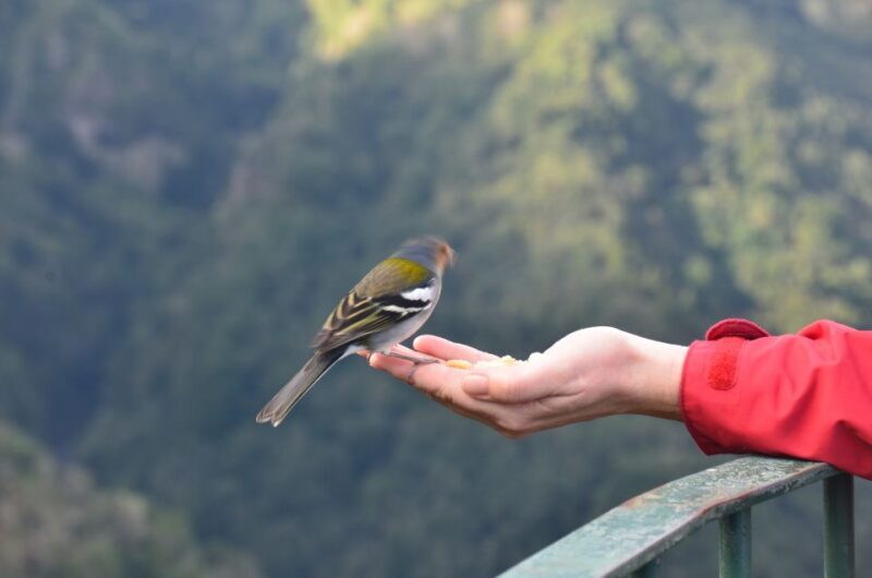 From Funchal: East Tour Madeira 4x4 Jipe Tour Santana Houses - A Day Packed with Highlights and Natural Beauty
