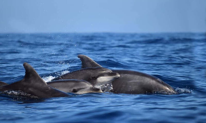 From Funchal: Ecological Catamaran Dolphin Whale Watching - FAQs