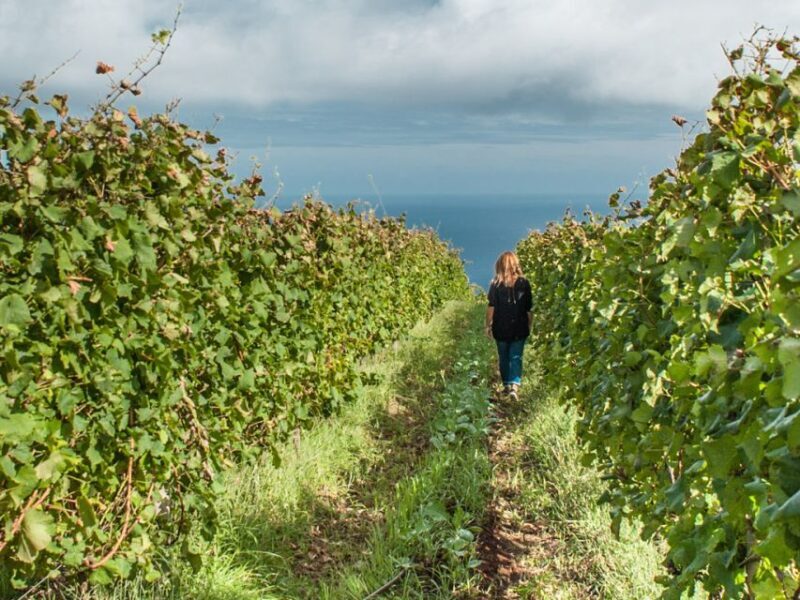 From Funchal: Full-Day Madeira Wine Tour with Lunch - Starting Point: Comfortable & Convenient Pickup
