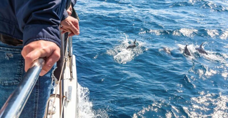 From Funchal: Madeira Dolphin and Whale Watching Tour - An Honest Look at the Madeira Dolphin and Whale Watching Tour
