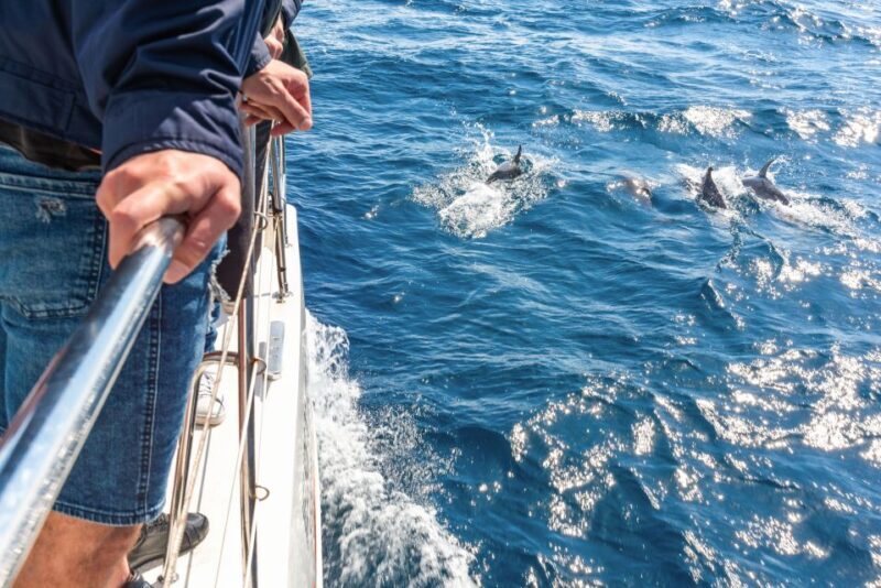From Funchal: Madeira Dolphin and Whale Watching Tour - FAQ