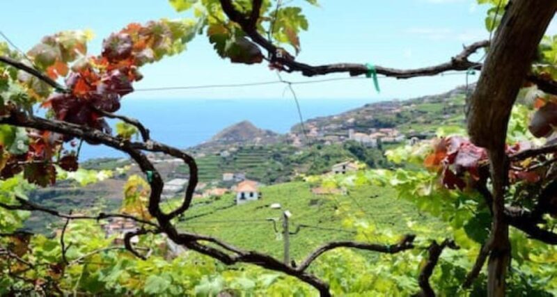 From Funchal: Madeira Wine Tour, Cable Car & Typical Lunch - Final Thoughts