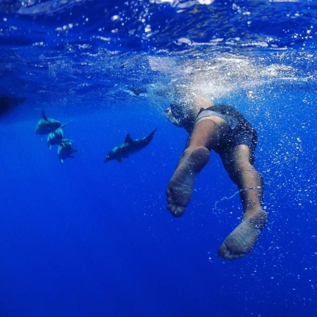 From Funchal: Whale and Dolphin Watching - Key Points