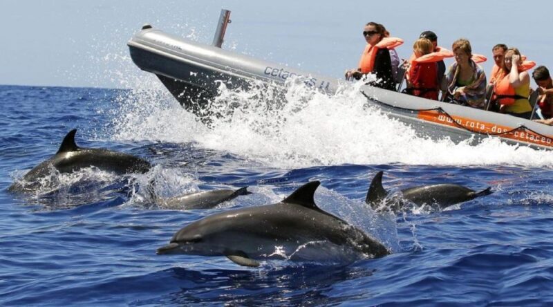 From Funchal: Whale and Dolphin Watching - What’s Included and What You Should Bring
