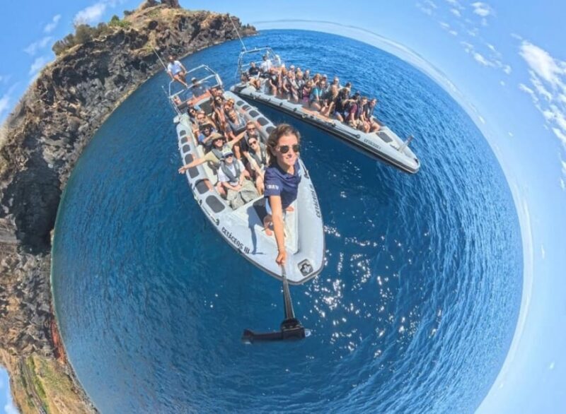 From Funchal: Whale and Dolphin Watching - The Experience: Beyond The Basics