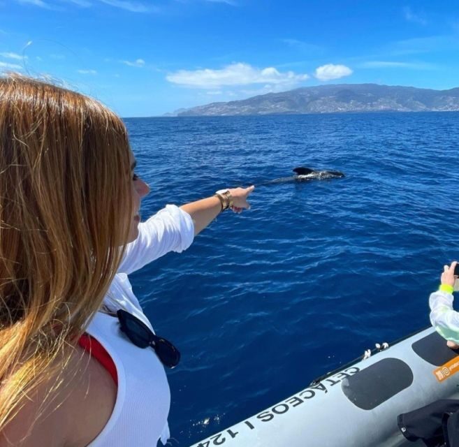 From Funchal: Whale and Dolphin Watching - Pricing and Value