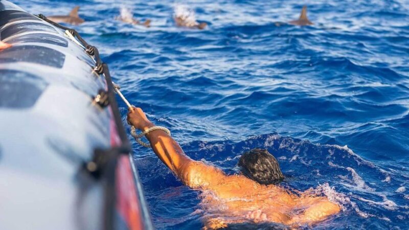 From Funchal: Whale and Dolphin Watching - The Reviews: What Travelers Say