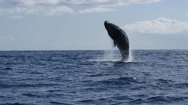 From Funchal: Whale and Dolphin Watching - The Sum Up: Is this Tour Worth It?