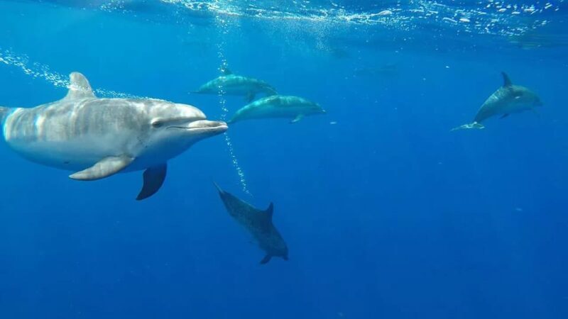 From Funchal: Whale and Dolphin Watching - FAQ