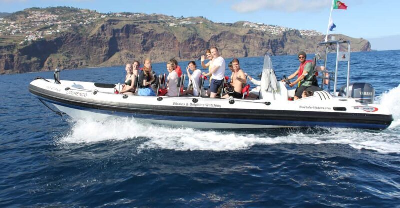 From Funchal: Whales and Dolphin Adventure Tour - From Funchal: Whales and Dolphin Adventure Tour Review