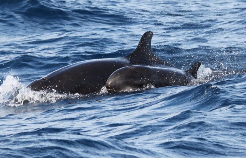 From Funchal: Whales and Dolphin Adventure Tour - Who Will Love This Experience?