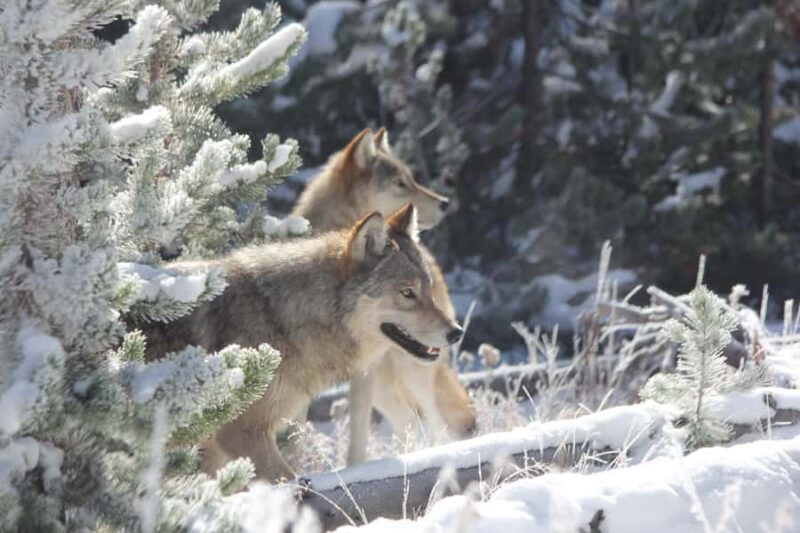 From Gardiner: Yellowstone Private Wolf & Wildlife Tour - Key Points