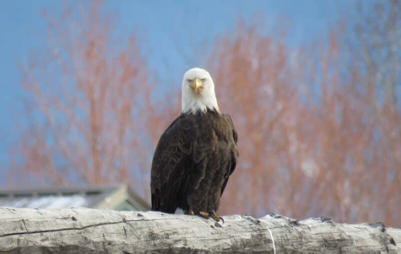 From Gardiner: Yellowstone Private Wolf & Wildlife Tour - Cost & Value