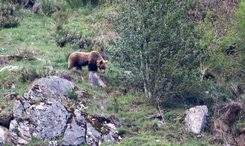 From Gijón, Oviedo or Pola de Somiedo: Brown Bear Spotting - Key Points