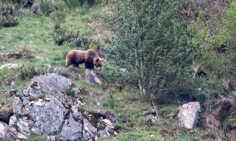 From Gijón, Oviedo or Pola de Somiedo: Brown Bear Spotting - FAQ