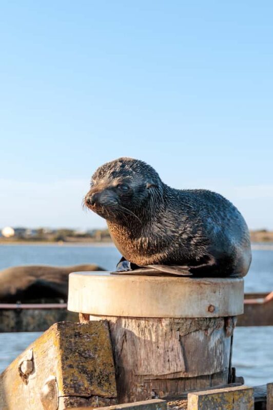 From Goolwa: Murray Mouth Cruise - Exploring the Goolwa Murray Mouth Cruise in Detail