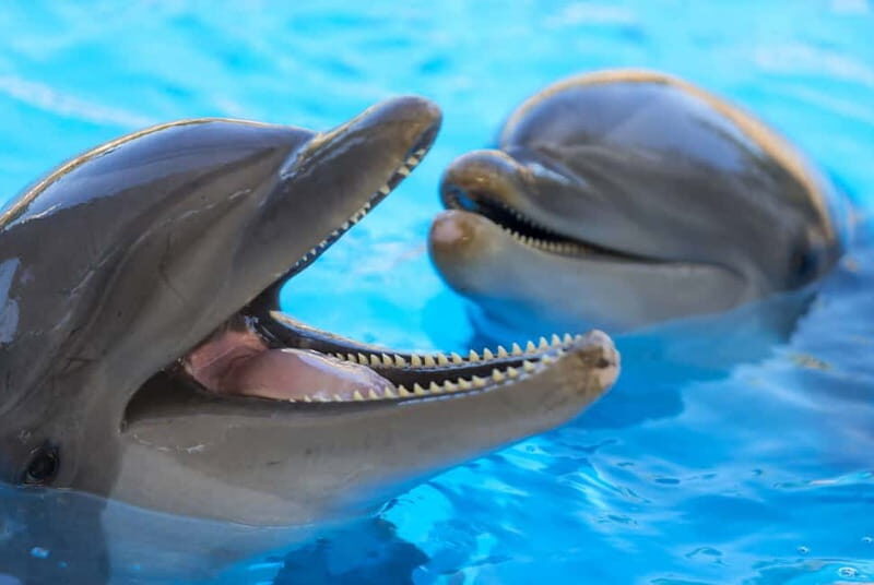 From Gran Canaria: Day Trip to Loro Parque Tenerife - Key Points