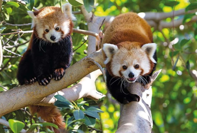 From Gran Canaria: Day Trip to Loro Parque Tenerife - An In-Depth Look at the Experience