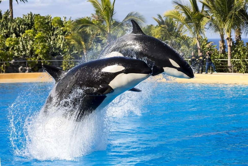 From Gran Canaria: Day Trip to Loro Parque Tenerife - Final Thoughts
