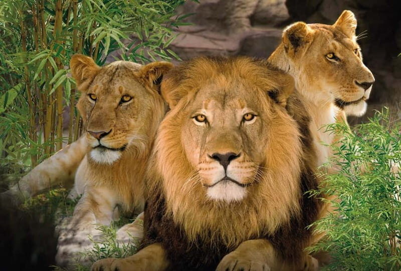 From Gran Canaria: Day Trip to Loro Parque Tenerife - FAQ