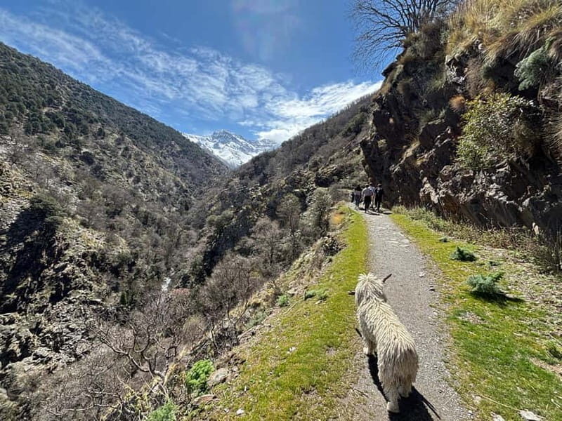 From Granada: High Sierra Nevada hiking experience - Key Points