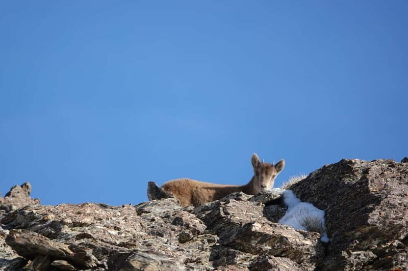 From Granada: Sierra Nevada Safari up to 2500 meters high - Who Would Love This Tour?