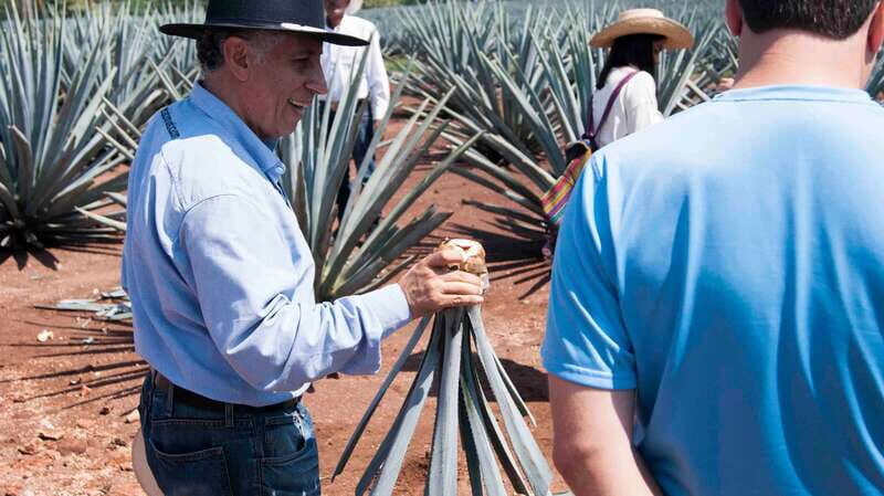 From Guadalajara: Pyramids & Jose Cuervo Tequila Tour - The Journey into Mexico’s Ancient and Spirit World