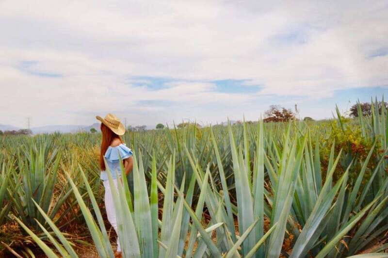 From Guadalajara: Tequila Town and Cantarito Making Tour - Why This Tour Offers Great Value