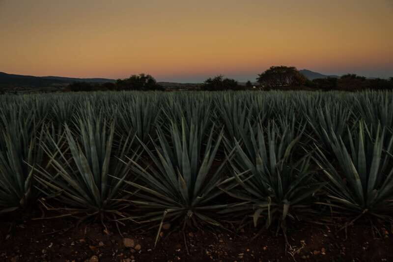 From Guadalajara: Town of Tequila & Jose Cuervo Factory Tour - Final Thoughts