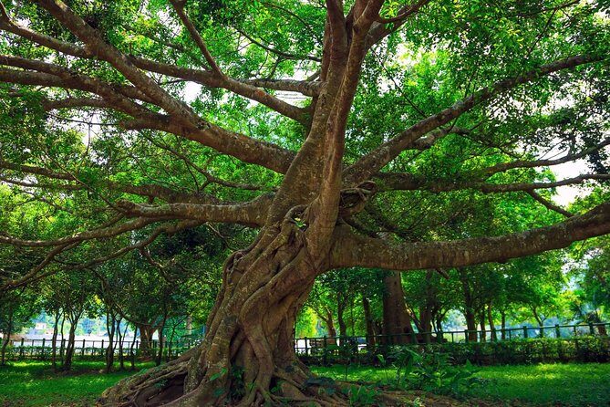 From Hanoi: Cuc Phuong National Park Day Trip by Private Car - What We Loved About This Tour