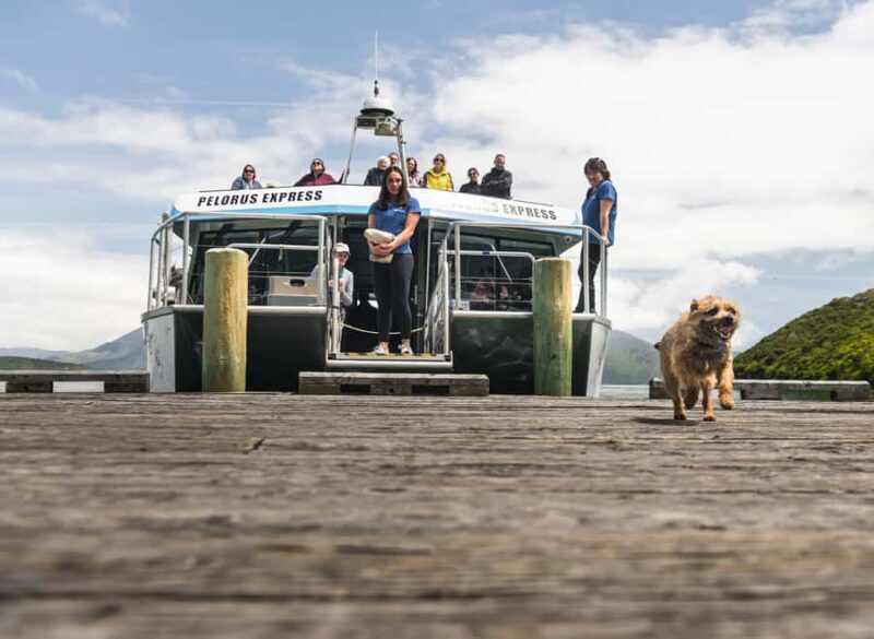 From Havelock: Marlborough Sounds Mail Boat Full-Day Cruise - An Introduction to the Marlborough Sounds Mail Boat Experience