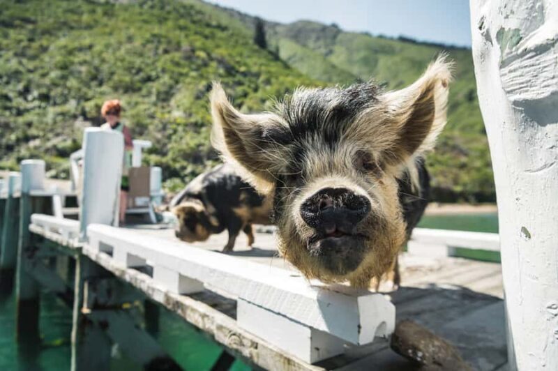 From Havelock: Marlborough Sounds Mail Boat Full-Day Cruise - Who Will Love This Tour?