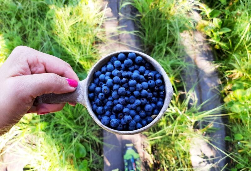 From Helsinki: Berry Picking Day Trip in a National Park - Practical Details and Value