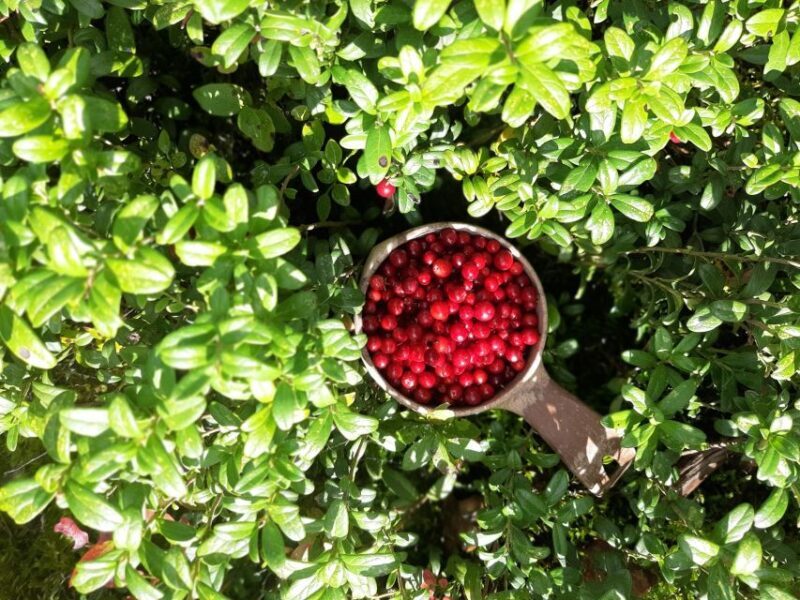 From Helsinki: Berry Picking Day Trip in a National Park - Final Thoughts