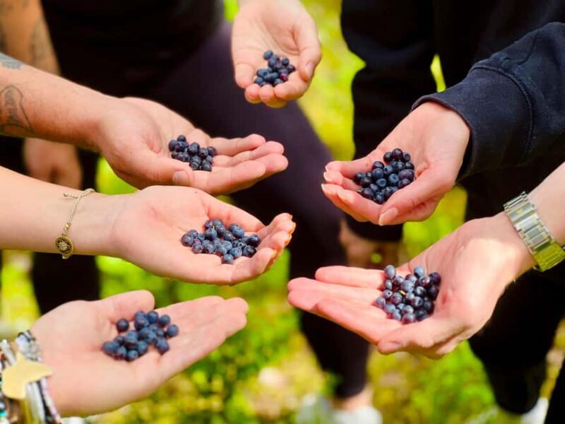 From Helsinki: Enchanting Afternoon in Nuuksio National Park - Who Should Consider This Tour?