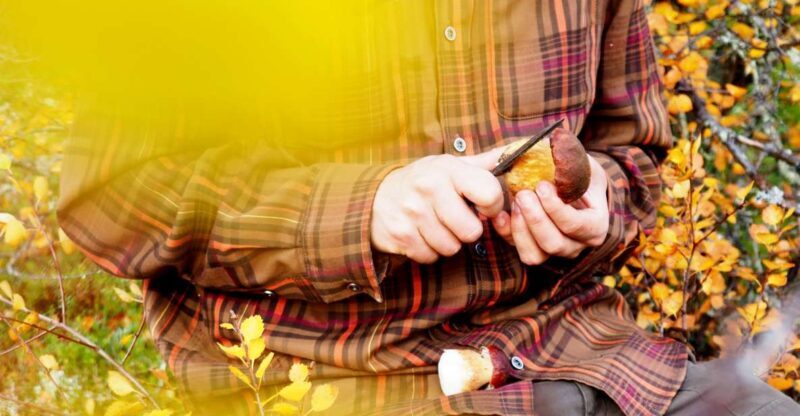 From Helsinki: Mushroom Hunting Tour in a National Park - An In-Depth Look at the Mushrooms and the Forest Experience