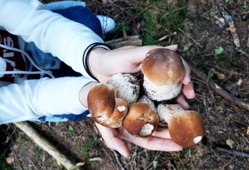 From Helsinki: Mushroom Hunting Tour in a National Park - Who Will Love This Tour?