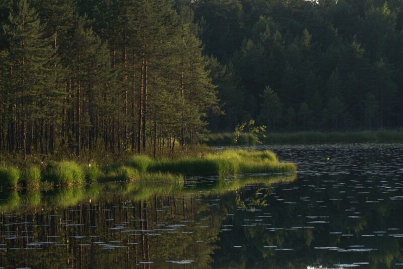 From Helsinki: Nuuksio National Park Half-Day Trip - Who Will Love This Tour?