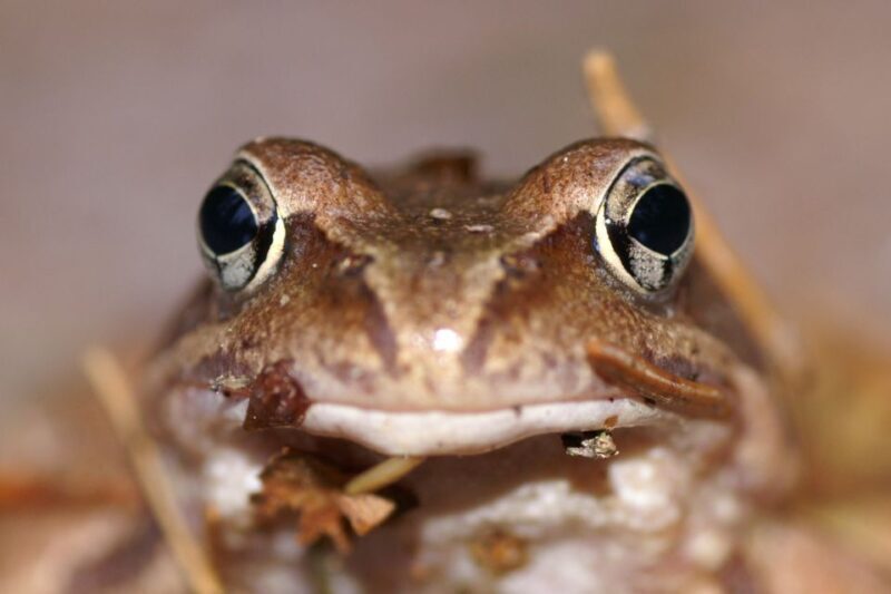 From Helsinki: Nuuksio National Park Half-Day Trip - FAQs About the Nuuksio National Park Half-Day Trip