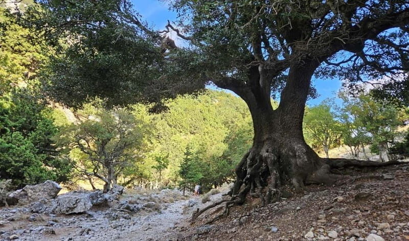 From Heraklion: Imbros Gorge Private Tour - Transportation, Timing, and Group Size