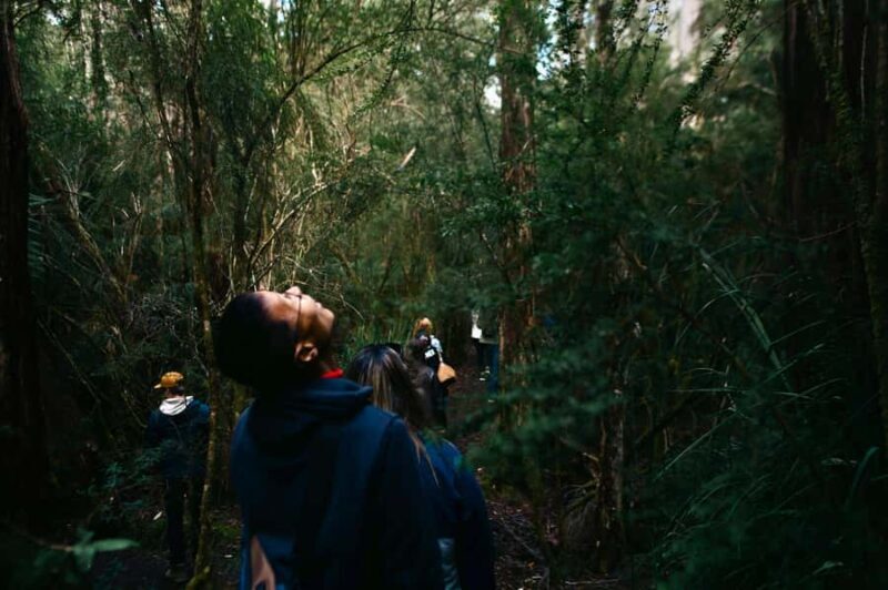 From Hobart: Full-Day Bruny Island Tour with Guide - Why This Tour Truly Shines