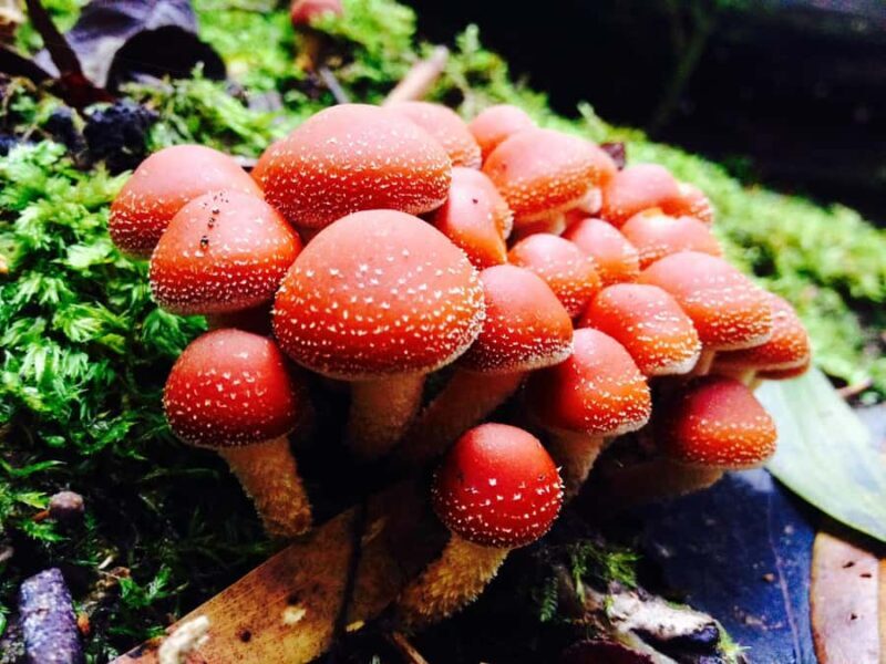 From Hobart: Mt. Field, Mt. Wellington and Wildlife Day Tour - The Practicalities: From Booking to the Details