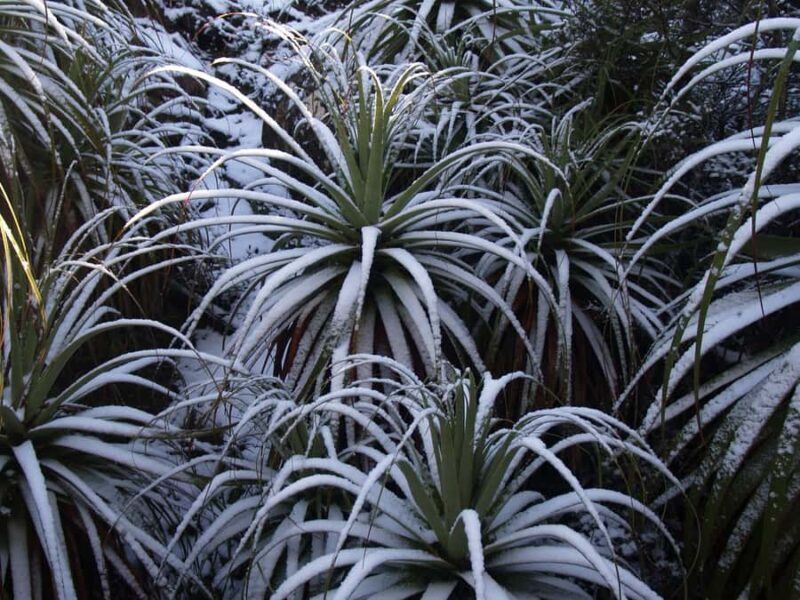 From Hobart: Mt. Field, Mt. Wellington and Wildlife Day Tour - Authentic Experiences and Genuine Insights from Reviews