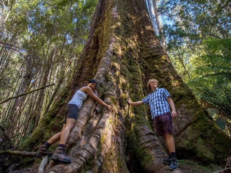 From Hobart: Mt. Field, Mt. Wellington and Wildlife Day Tour - Who Will Enjoy This Tour?