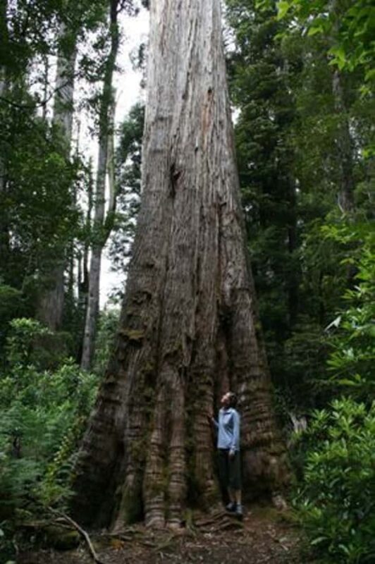 From Hobart: Mt. Field, Mt. Wellington and Wildlife Day Tour - FAQ: Your Practical Questions Answered