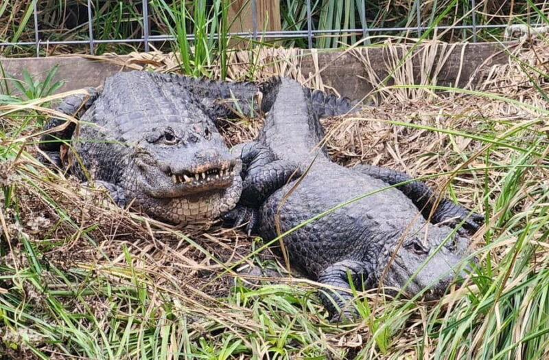 From Houston: Crocodile Encounter Entry Ticket - The Sum Up