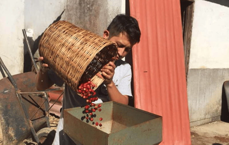 From Huatulco: Coffee and Mezcal Tour - Who Should Consider This Tour?