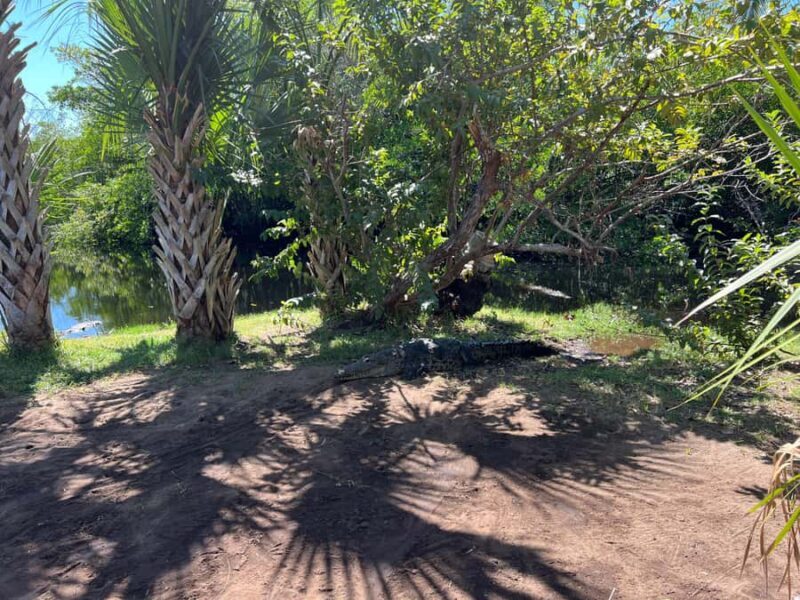 From Huatulco: Crocodiles and Turtles Eco Day-Tour - Authentic Experiences and Visitor Insights