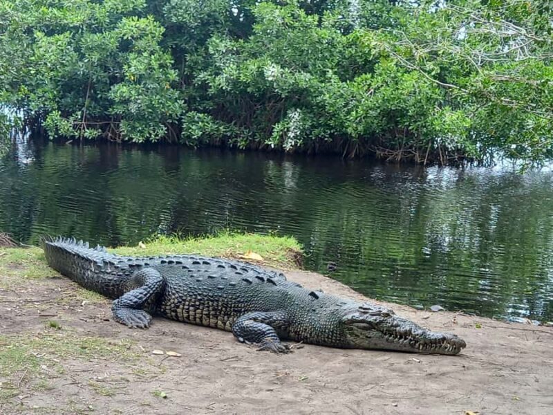 From Huatulco: Crocodiles and Turtles Eco Day-Tour - Who Should Consider This Tour?